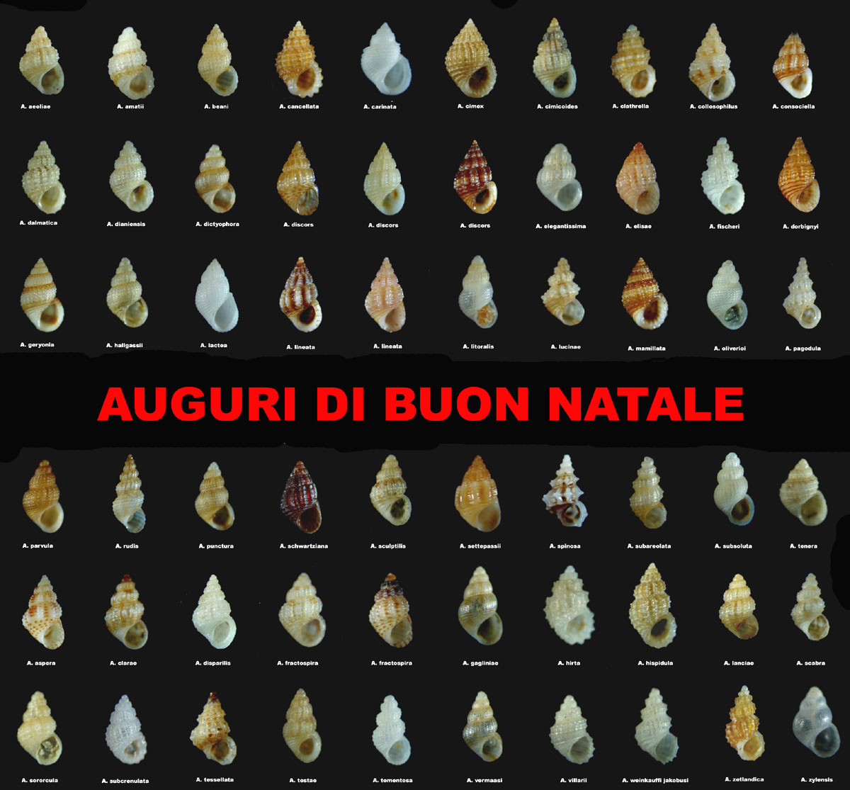 Buon natale!